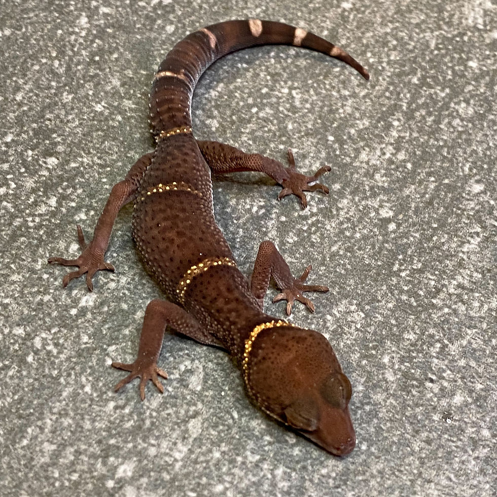 Thumbnail: Lichtenfelder's Cave Gecko (Male ID: 24IP1M)*