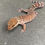 Thumbnail: Bawangling Cave Gecko (Male ID: 23FJ1M)