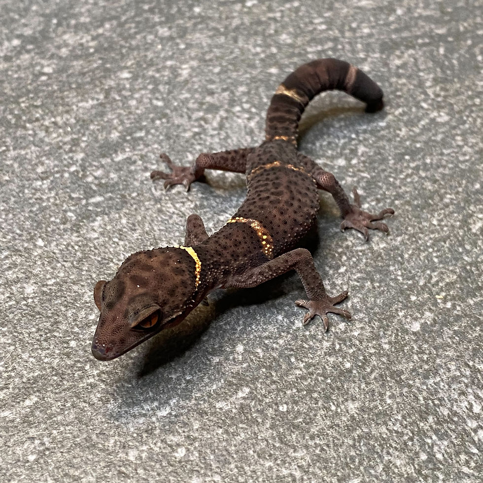 Thumbnail: Lichtenfelder's Cave Gecko (Female ID: 24GR2F)