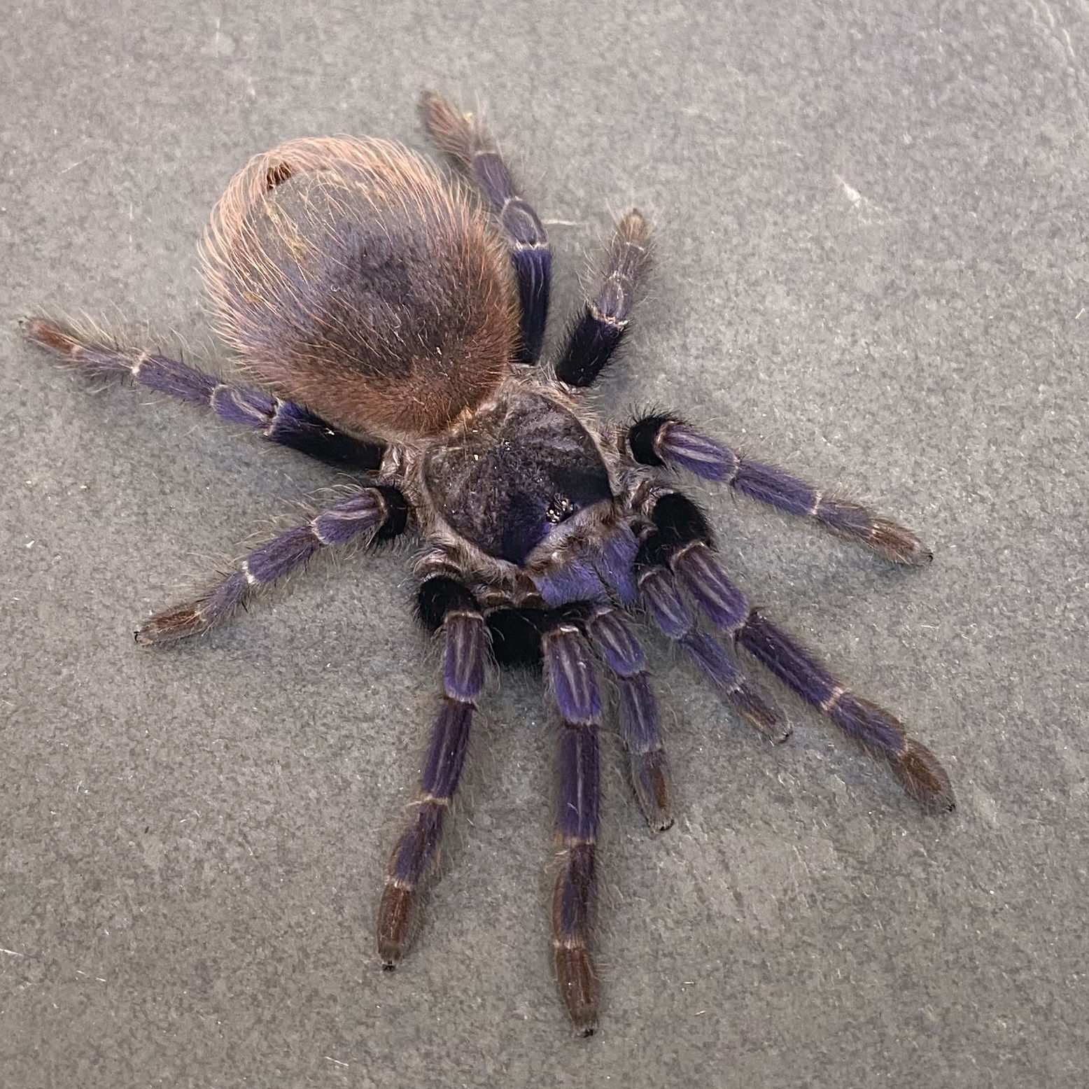 10-lot Brazilian blue (Lasiocyano sazimai) 0.5-0.75"