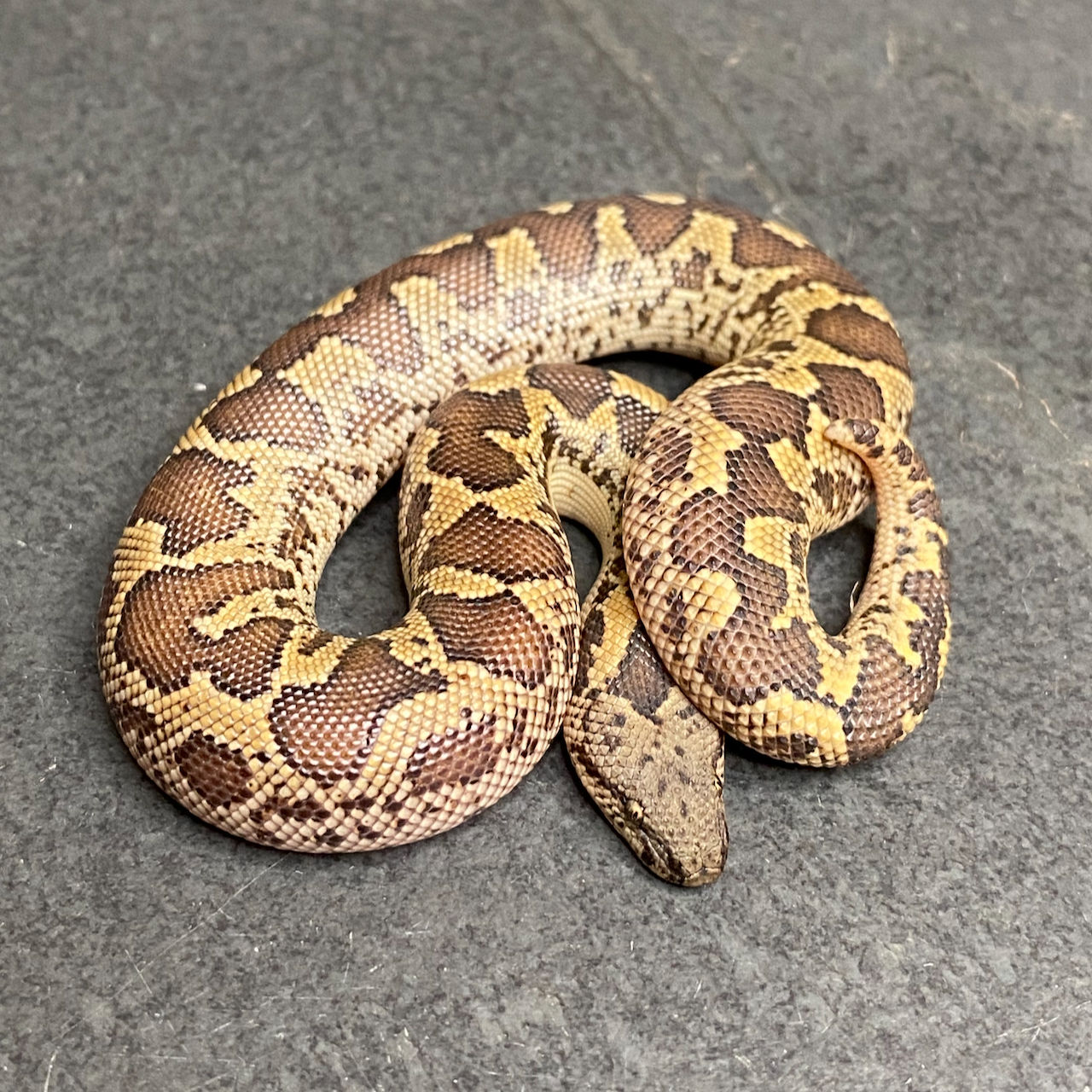 Rough-scaled Sand Boa (Male - ID: 25BQ5M)