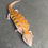 Thumbnail: Northern Blue Tongue Skink (ID: 25AF2)