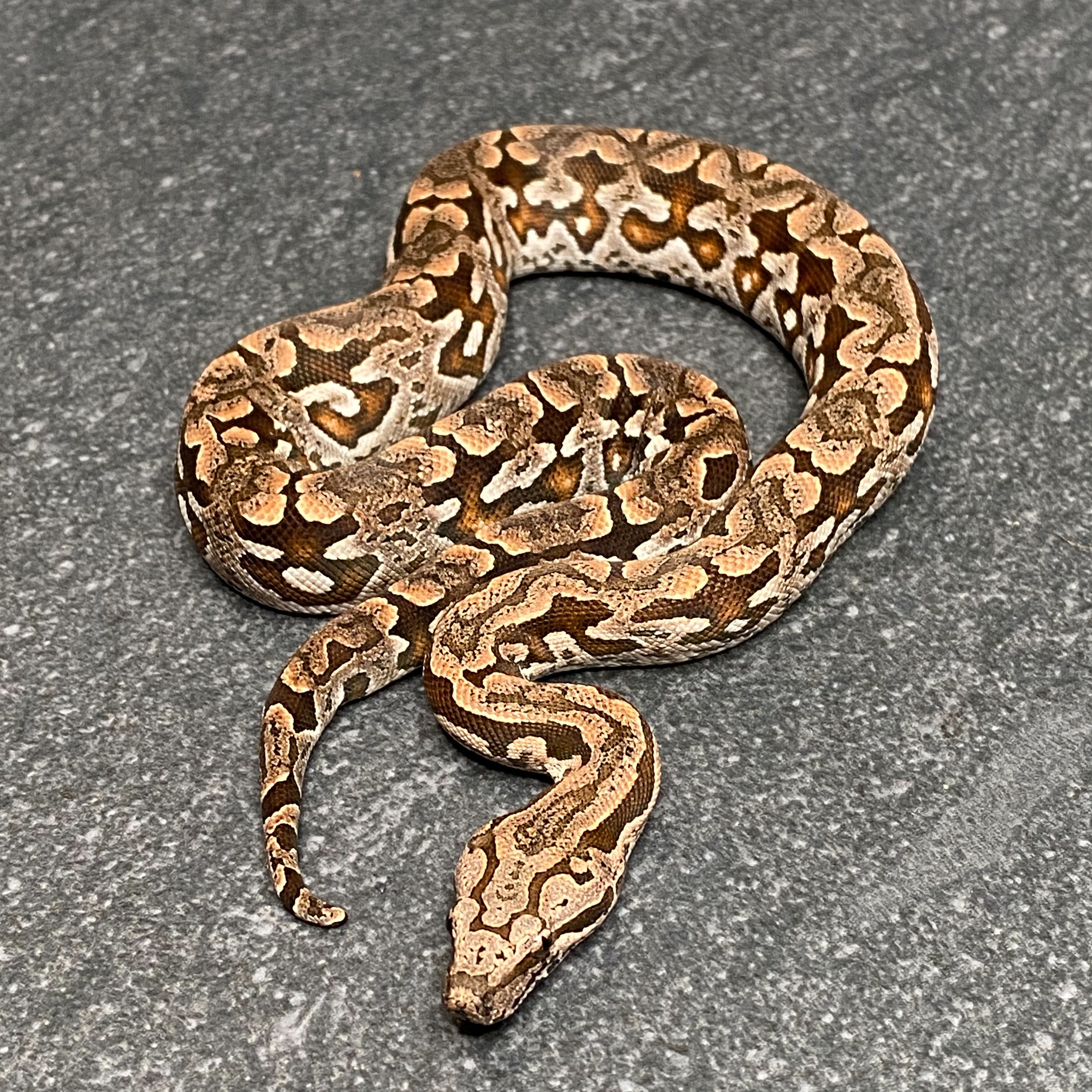 Dumeril's Boa (Male - ID: 26EE5M)