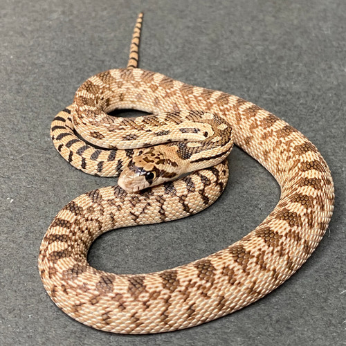 Photo inspiration: Visual Reference: Captive Bred Great Basin Gopher Snake P C Deserticola