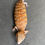 Thumbnail: Northern Blue Tongue Skink (ID: 25AM1)