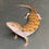 Thumbnail: Northern Blue Tongue Skink (ID: 25O6)