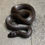 Thumbnail: Mexican Black Kingsnake (Female ID: 25CE3F)