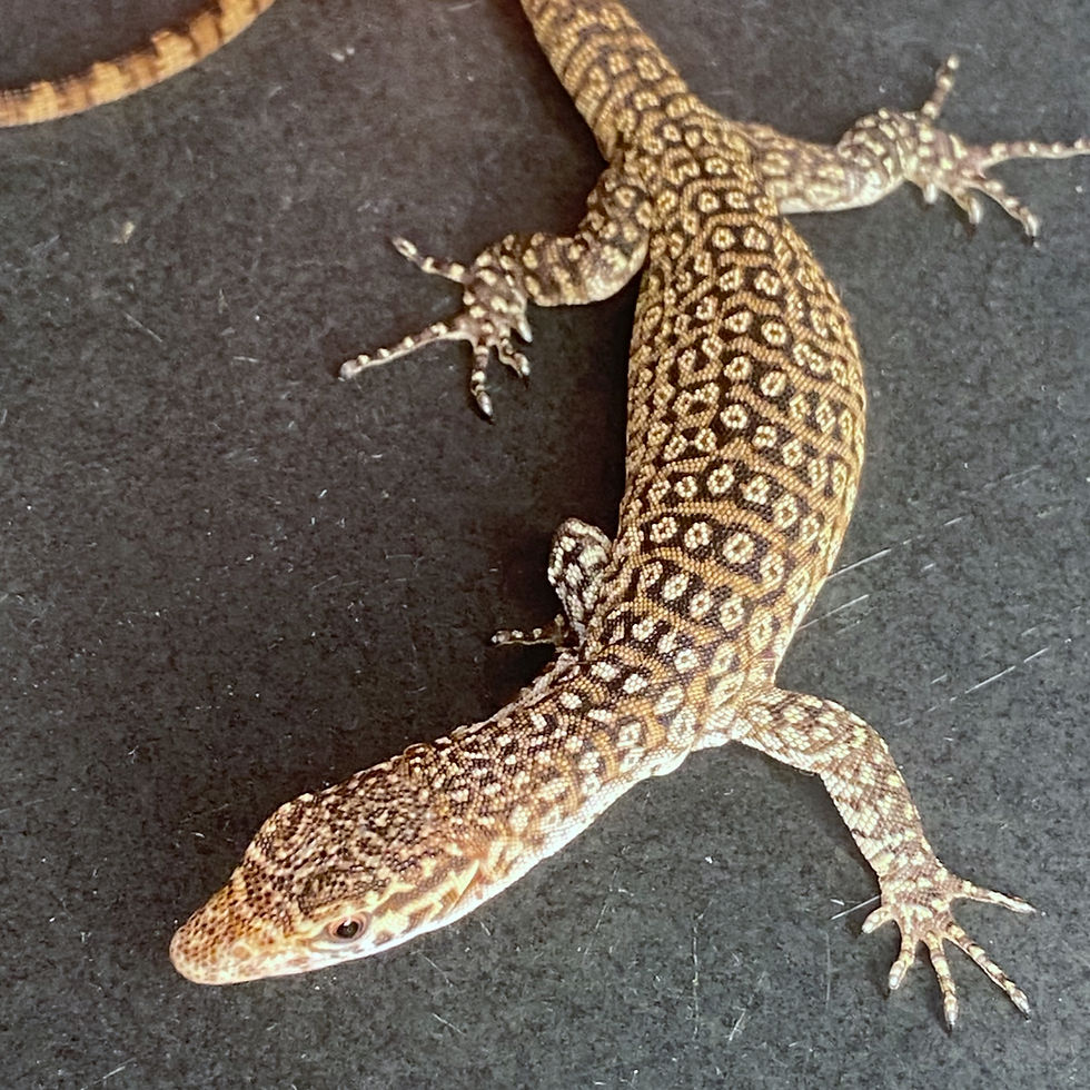Captive Bred Peacock Monitor (V. auffenbergi ID: 25BE5A)