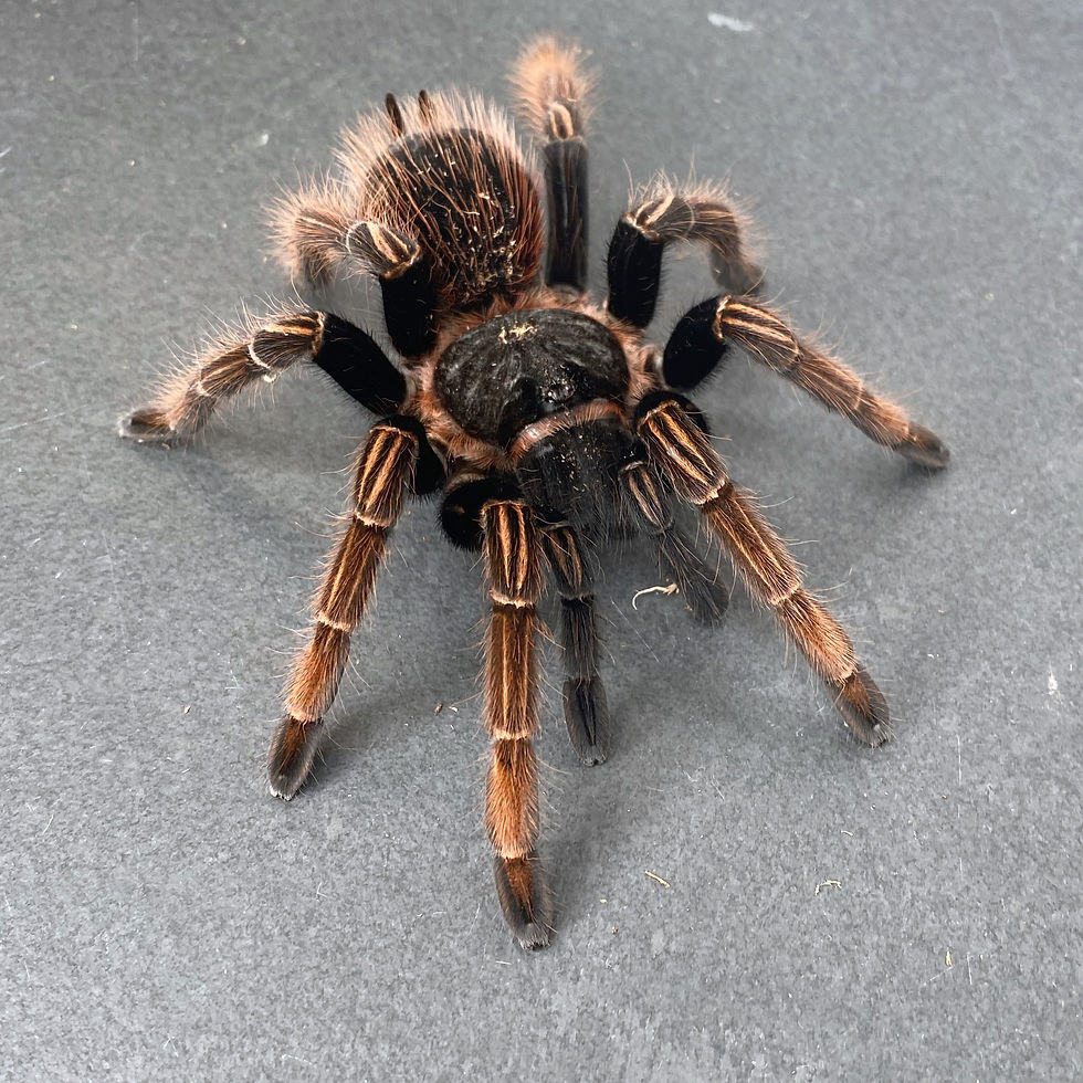 Sericopelma sp. "Santa Catalina" For Sale Captive Bred Great Basin Serpentarium