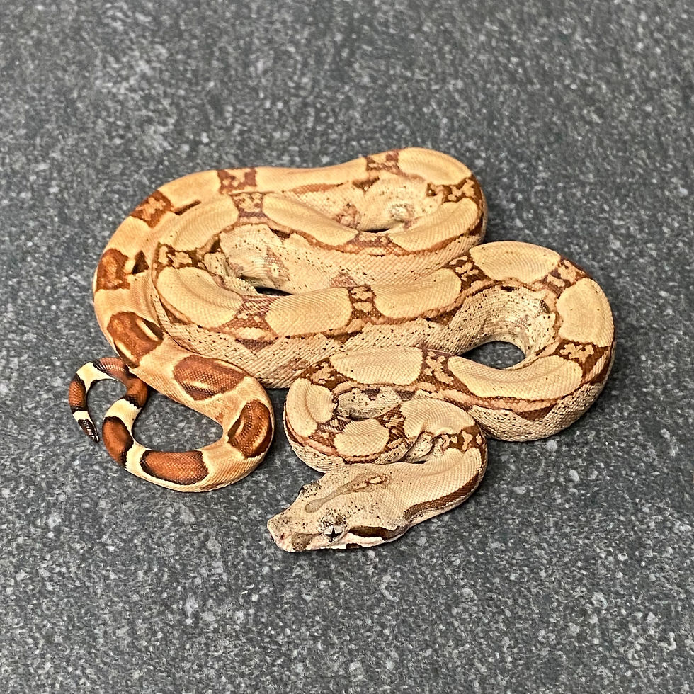 Thumbnail: Hypo Arabesque Poss. Het. Albino Poss. Het. Anery Boa (Female - ID: 26AZ3F)