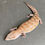 Thumbnail: Northern Blue Tongue Skink (ID: 25AE4)