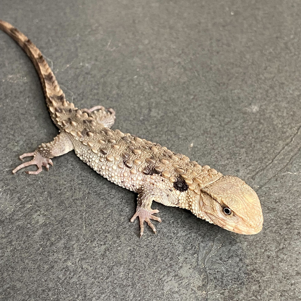Chinese crocodile lizard (Shinisaurus crocodilurus ID:25E1)