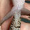 Thumbnail: Bawangling Cave Gecko (Female ID: 24BK1F)