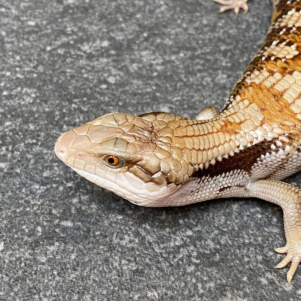 Thumbnail: Eastern Blue Tongue Skink (ID:26B3)