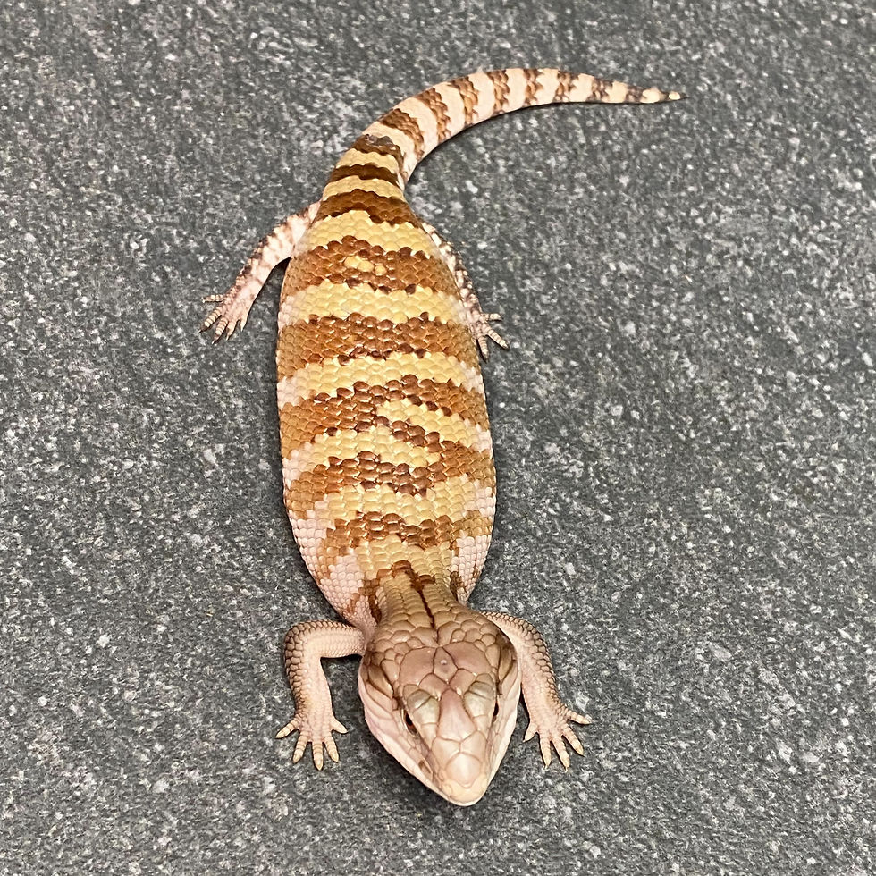 Thumbnail: Irian Jayan Blue Tongue Skink (ID:26BL10)