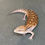 Thumbnail: Northern Blue Tongue Skink (ID: 25AE2)