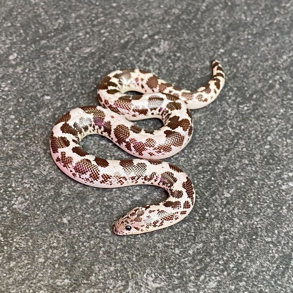 Thumbnail: Anery (HRP X Anery) Kenyan Sand Boa (Male - ID: 24JC1M)