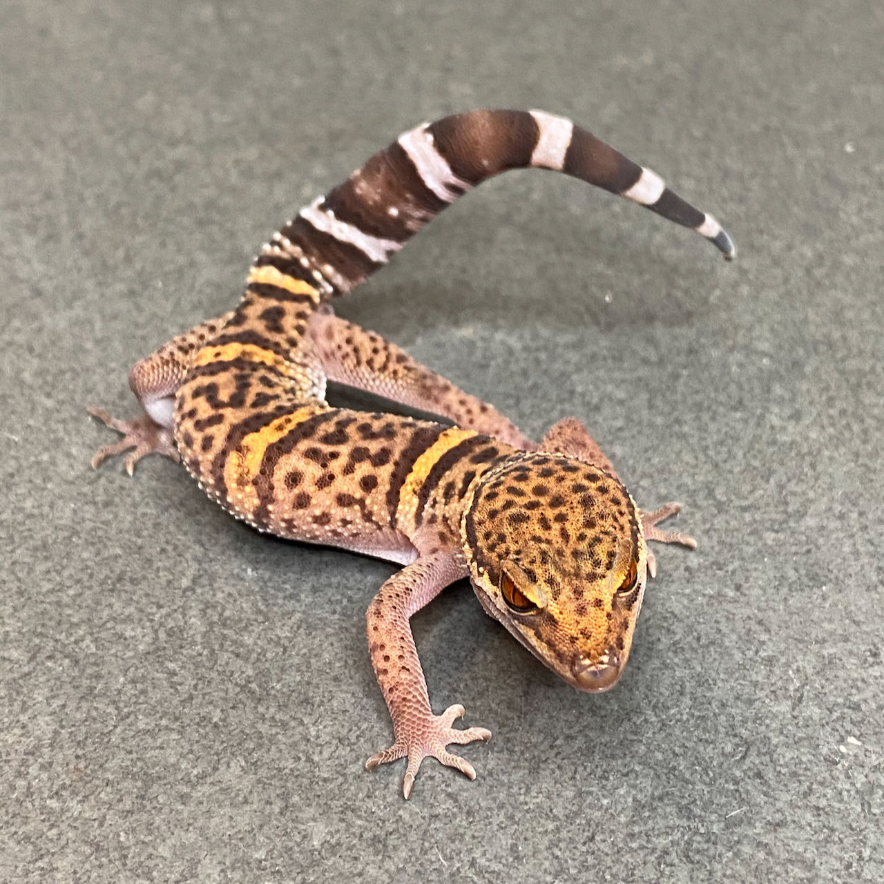 Bawangling Cave Gecko (Male ID: 24GB2M)