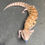 Thumbnail: Northern Blue Tongue Skink (ID: 25AM3)