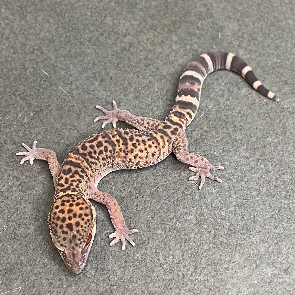 Thumbnail: Bawangling Cave Gecko (Female ID: 24U2F)