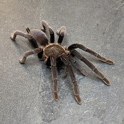 Selenocosmia effera (Mature Female)