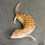 Thumbnail: Northern Blue Tongue Skink (ID: 25S5)