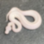 Thumbnail: Blue Eyed Leucistic Ball Python (Male - ID: 26Z7M)