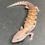 Thumbnail: Northern Blue Tongue Skink (ID: 25AM3)