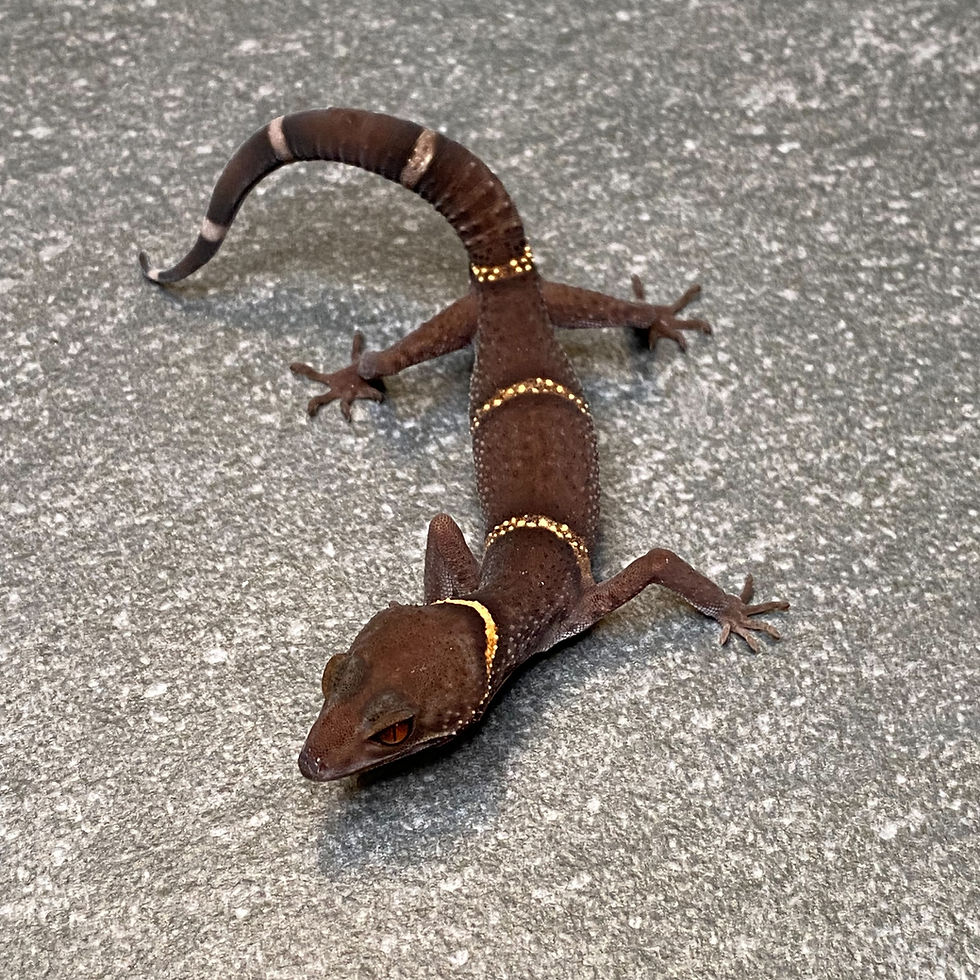 Thumbnail: Lichtenfelder's Cave Gecko (Male ID: 24GE2M)