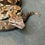 Thumbnail: Dumeril's Boa (Male ID: 24IN8M)