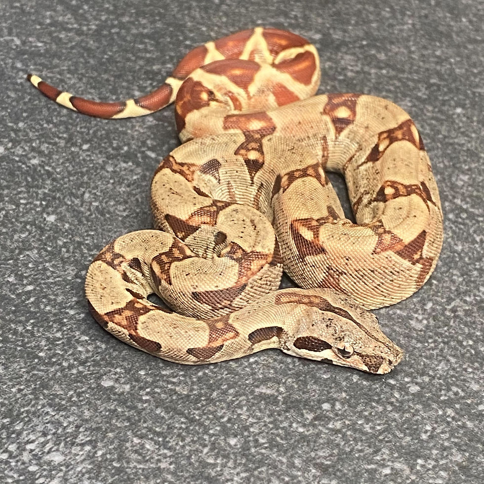 Thumbnail: Hypo Jungle Het. Albino Boa (Female - ID: 26AD9F)