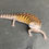 Thumbnail: Northern Blue Tongue Skink (ID: 25O4)