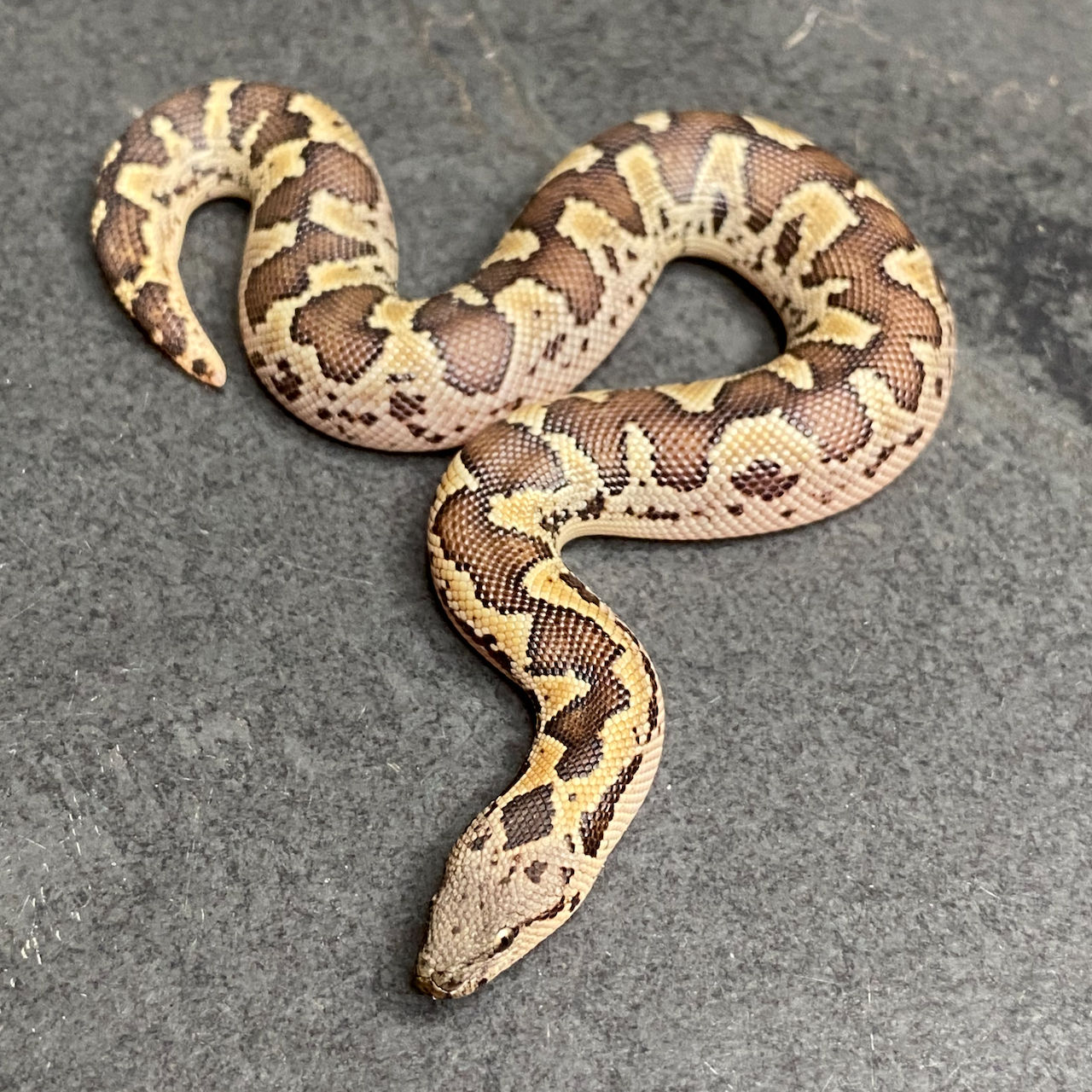 Rough-scaled Sand Boa (Female - ID: 25BP6F)