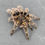 Thumbnail: Grammostola pulchripes 