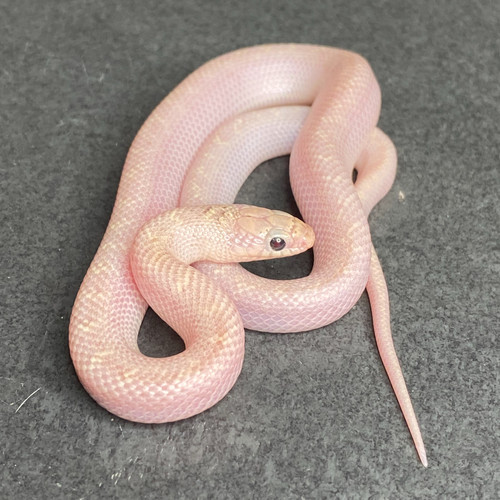 Curated visual reference: Gallery Detail: Hypo Whiteside Florida Kingsnake Male Id 25Cp10M For Sale