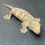 Thumbnail: Nuu Ana Leachianus Gecko (Female - ID: 24IM1)