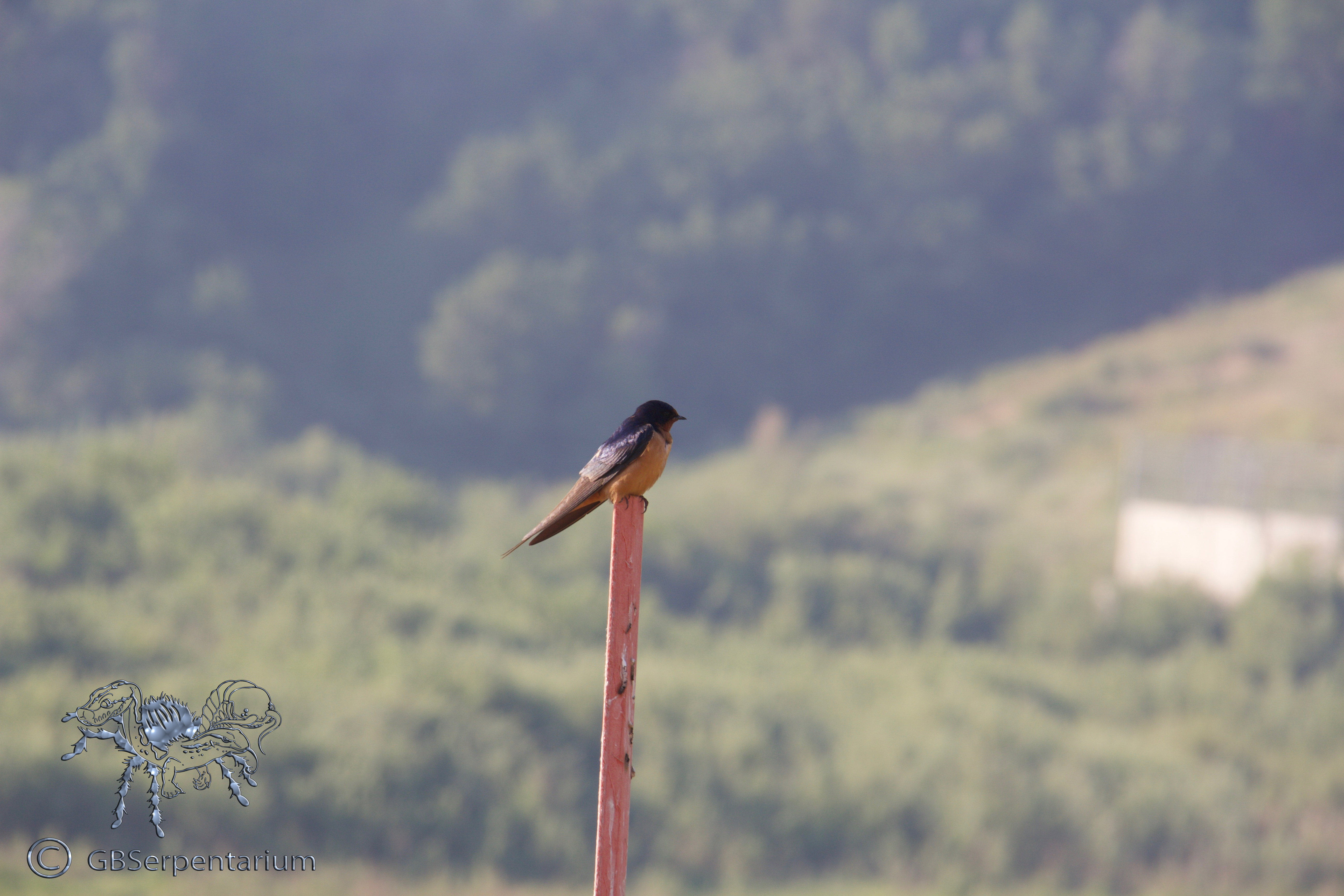Hirundo rustica