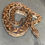 Thumbnail: Dumeril's Boa (Male ID: 24IN8M)