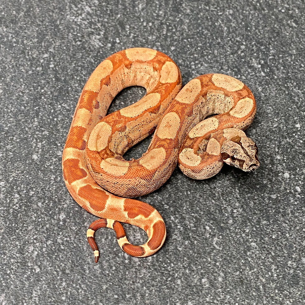 Thumbnail: Hypo Key West Jungle 66Poss. Het. Albino Boa (Female - ID: 26BQ2F)