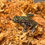 Thumbnail: Fire Bellied Toads