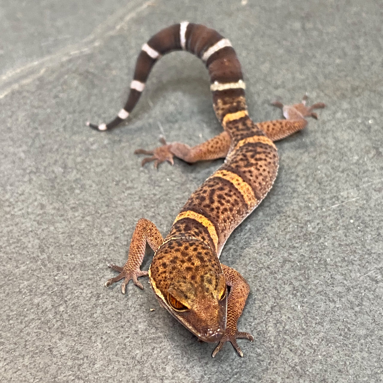 Bawangling Cave Gecko (Female ID: 24HK1F)