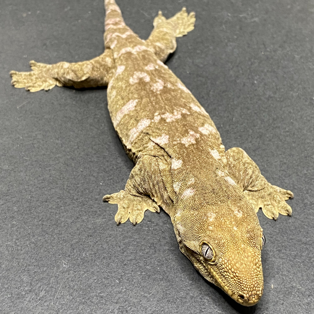 Nuu Ana Leachianus Gecko (ID: 23G2F)
