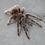 Thumbnail: Lasiodora parahybana