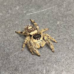 Phiddipus regius (Mature Female)