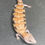 Thumbnail: Northern Blue Tongue Skink (ID: 25AF5)