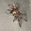 Thumbnail: Phlogius sp. "Black"