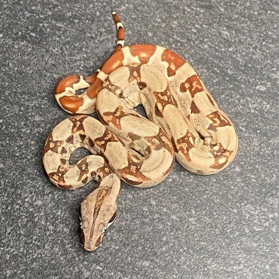 Thumbnail: Hypo Jungle Het. Albino Boa (Male - ID: 26AD10M)