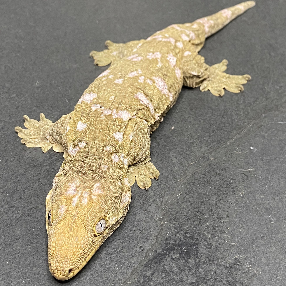 Thumbnail: Nuu Ana Leachianus Gecko (Female ID: 23ER2F)
