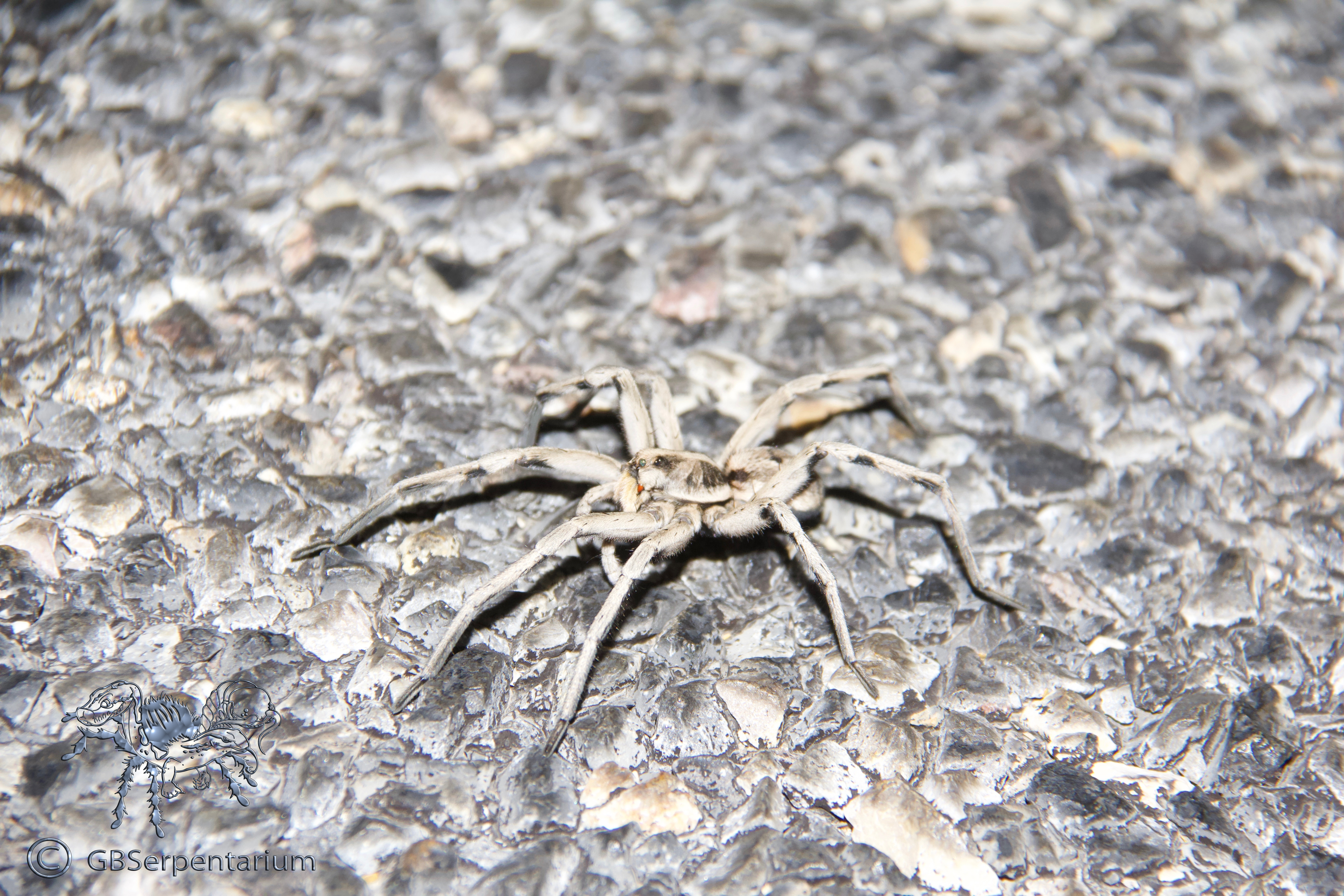 Hogna carolinensis