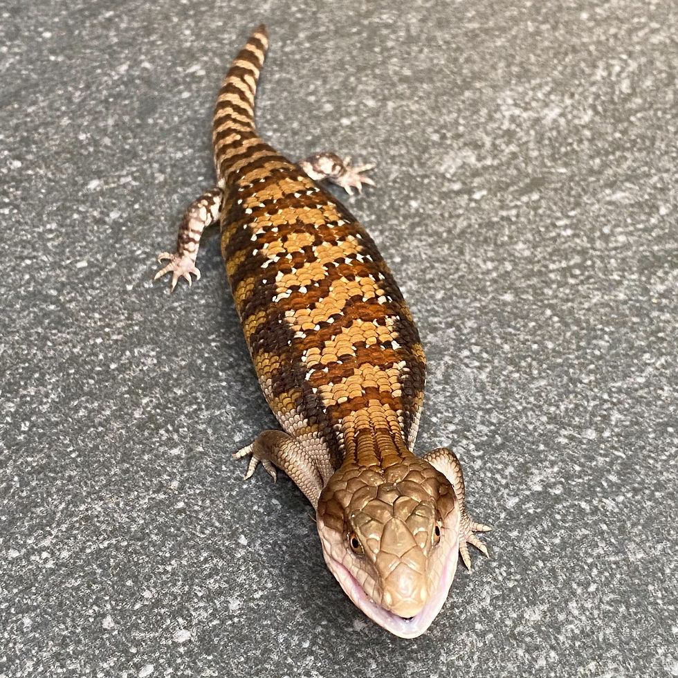 Thumbnail: Classic Northern Blue Tongue Skink (ID:26G4) -Regrown Tail Tip